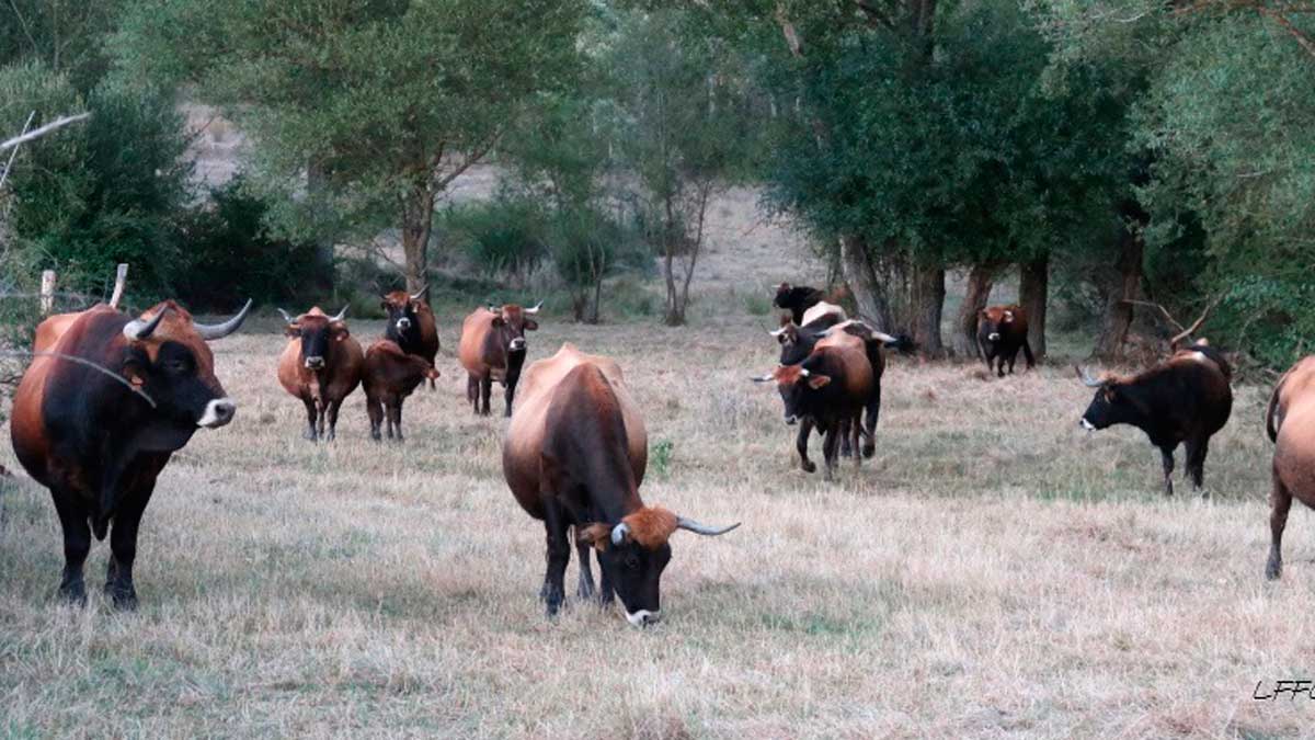 Vacas de la raza Mantequera Leonesa pastando en la provincia de León. | LFFC