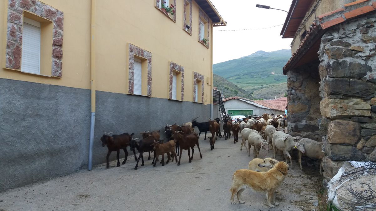 Al atardecer el rebaño baja de nuevo al pueblo. Cada oveja y cabra de la vecera reconoce su cuadra. | AITANA MALLO