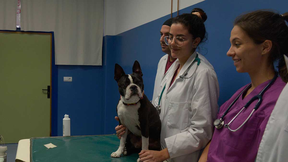 Veterinarios de la ULE realizando prácticas con animales. | MAURICIO PEÑA