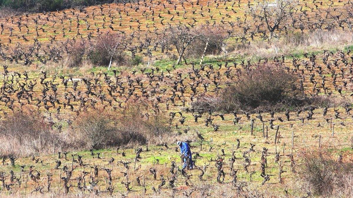 Imagen de archivo de una zona de viñedos en el Bierzo. | Ical