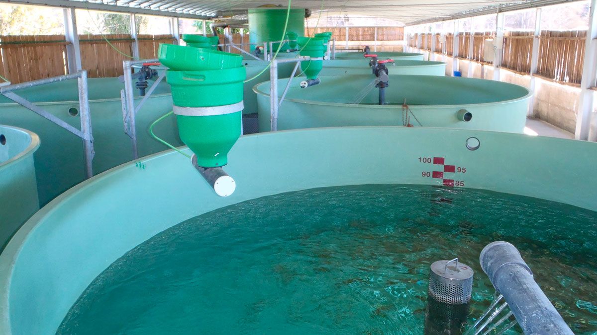 Centro piscícola experimental, Vegas del Condado. | R. PRADO NÚÑEZ