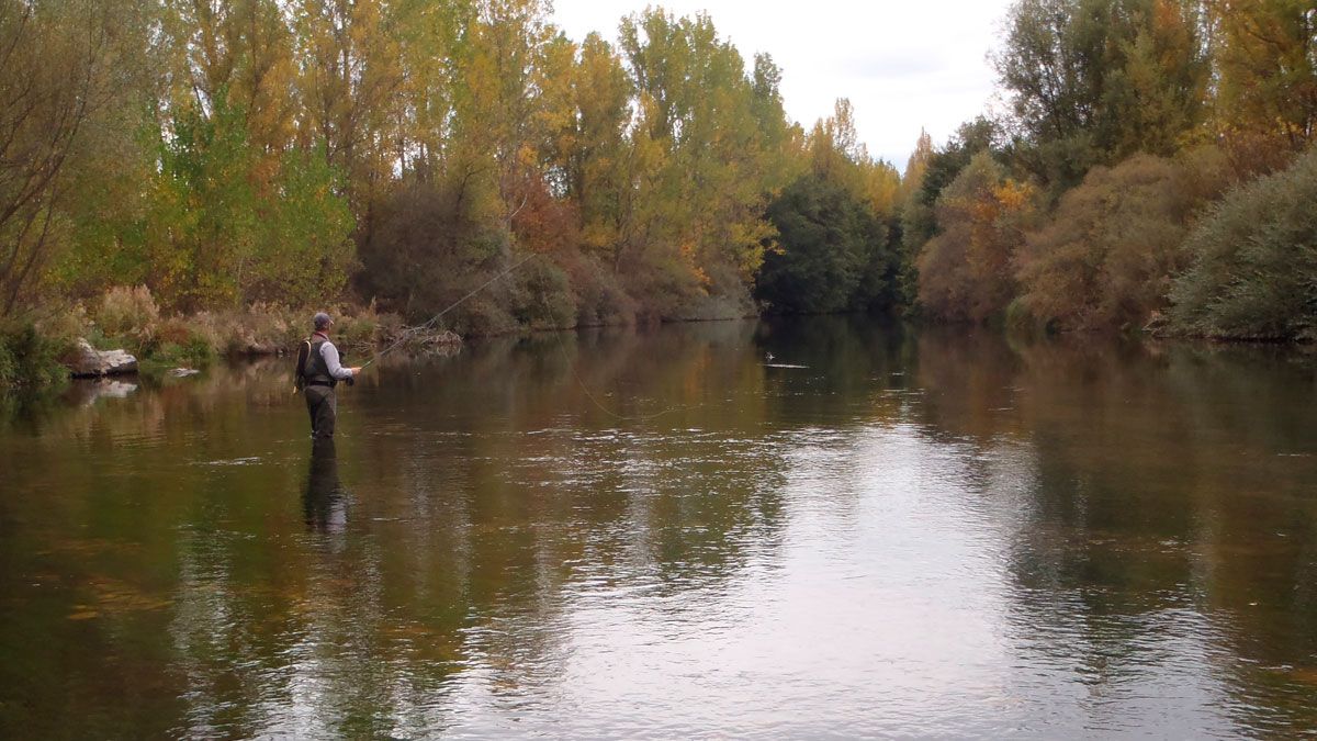 Aficionado pescando al atardecer en el río Porma. | R.P.N.