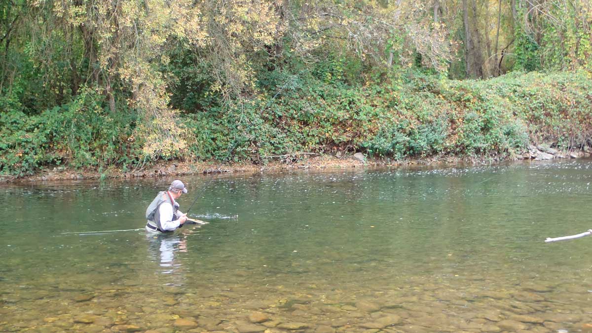 Pescador cobrando una trucha en el río Órbigo. | R.P.N.