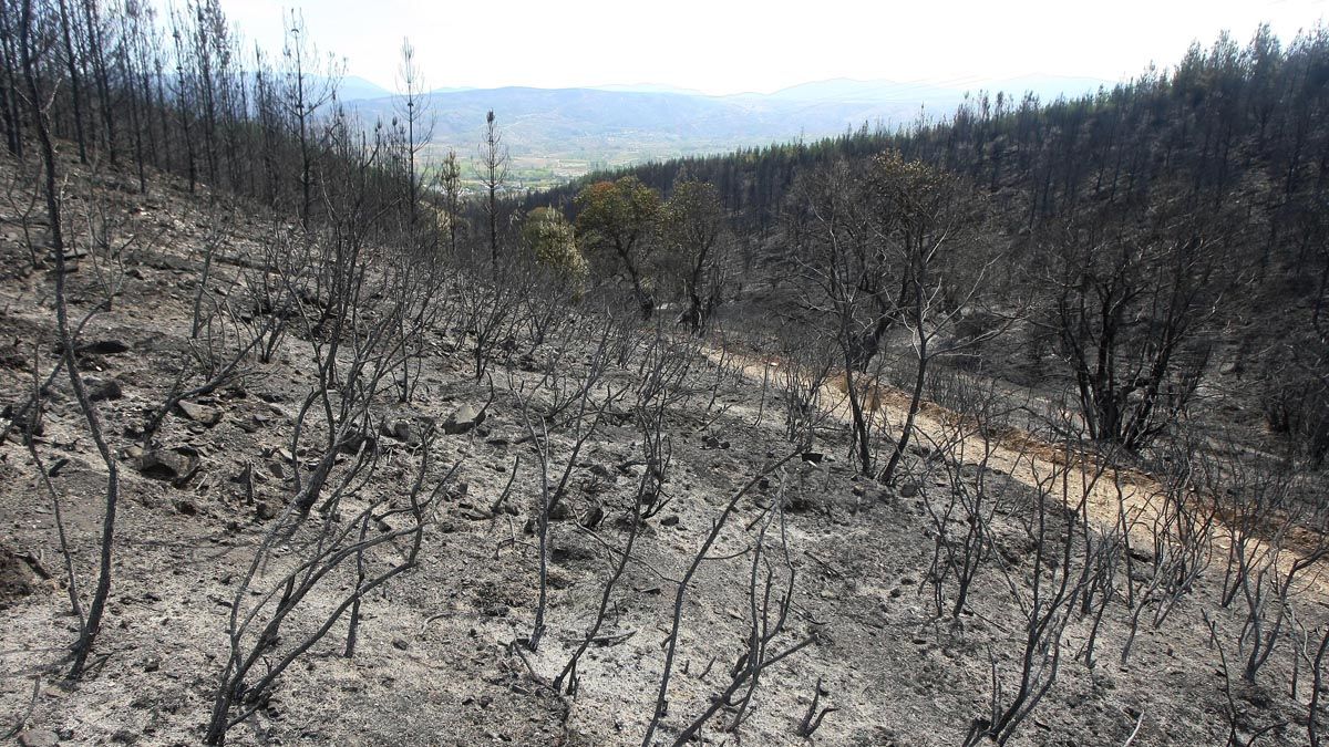 Estado del monte Pajariel tras el incendio ocurrido en agosto de 2012. | C. SÁNCHEZ (ICAL)