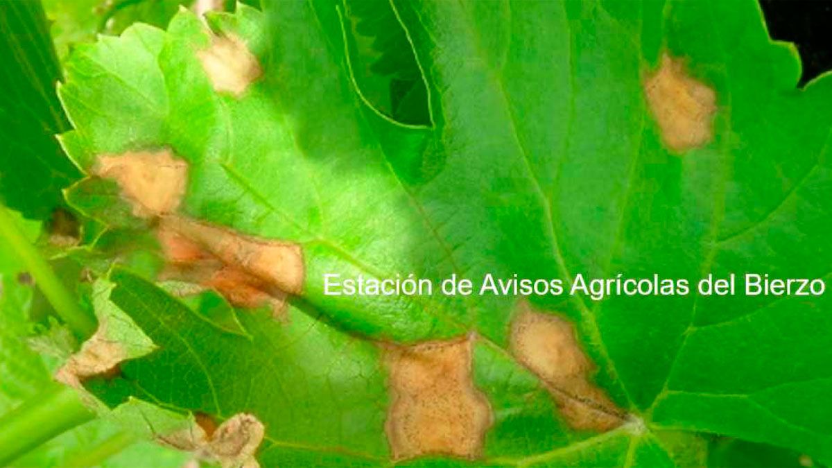 Efectos de los hongos en los viñedos bercianos. | ESTACIÓN DE AVISOS