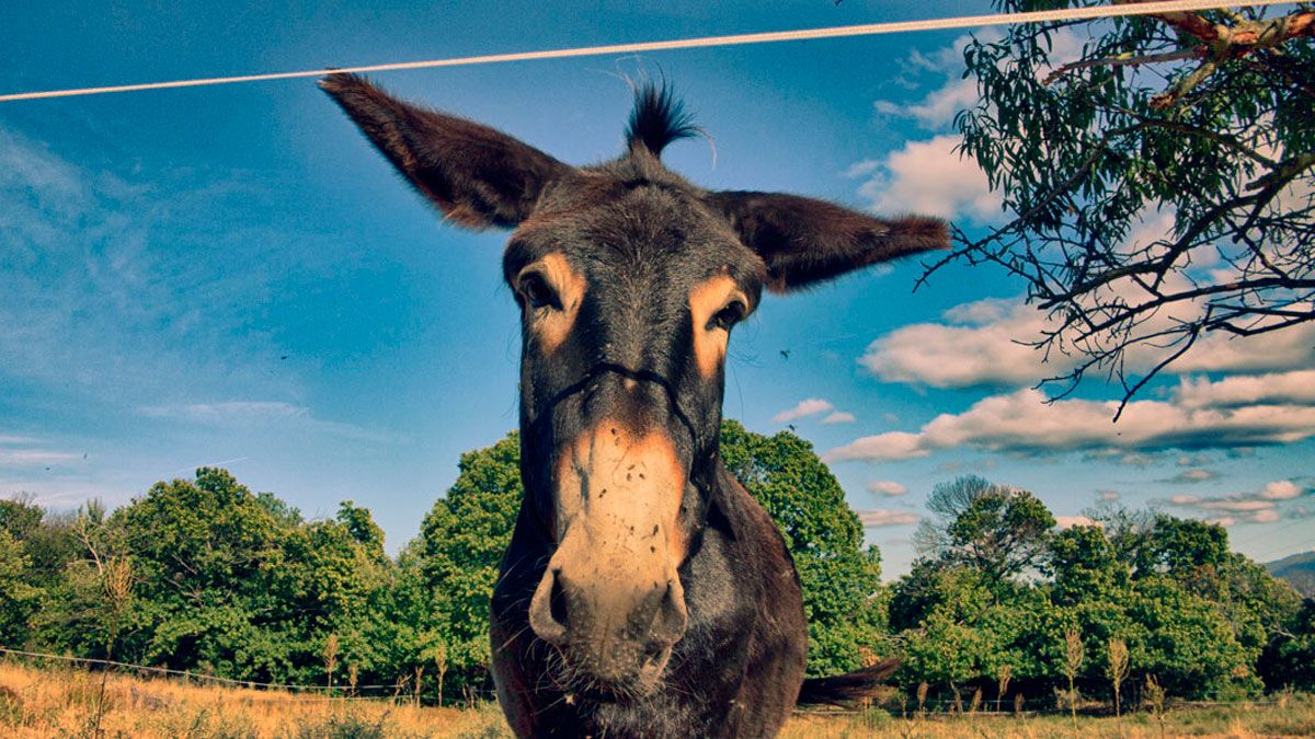 El burro Basilio ha sido una de las primeras apuestas por los asnos en el Bierzo. | G. FERNÁNDEZ