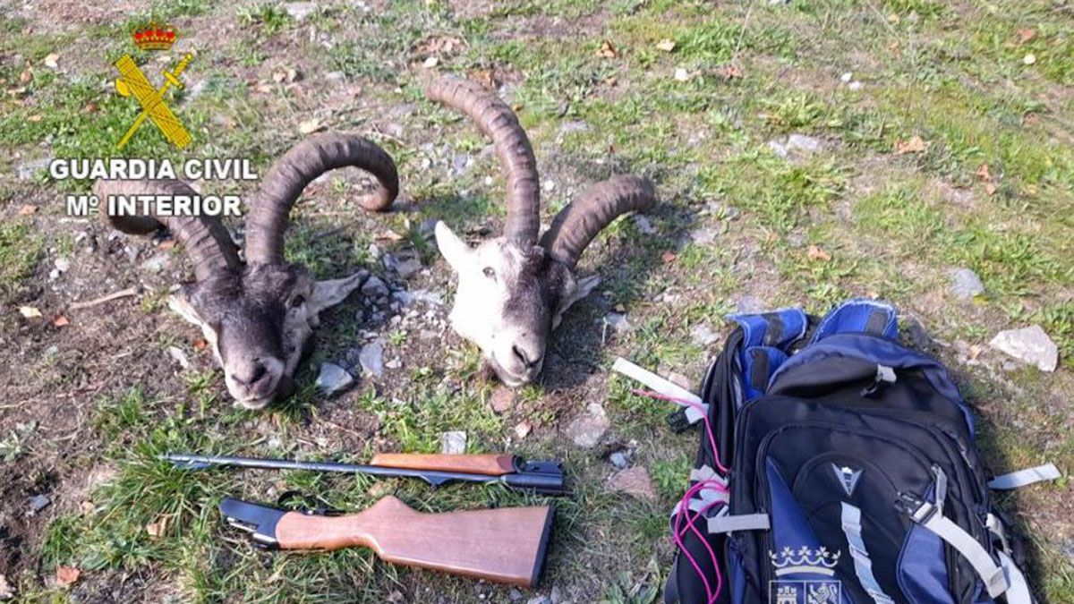 Cabezas de cabra montés, rifle y mochilas interceptadas
