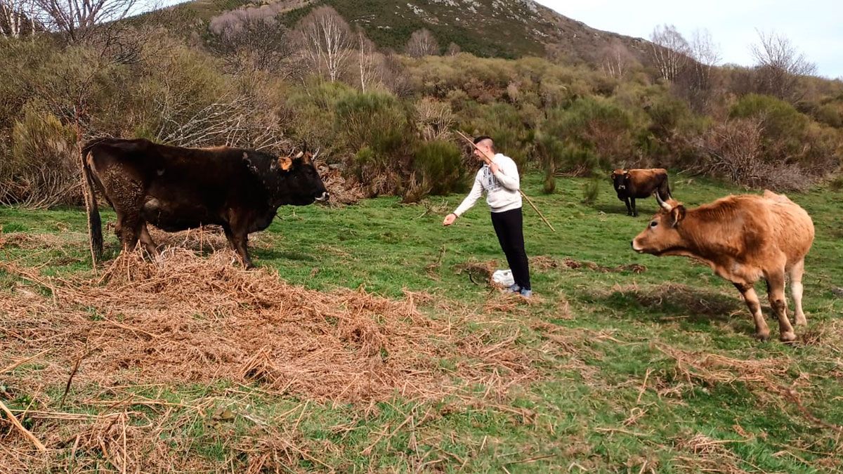 Baldo con su ganado en Tejedo del Sil. | L.N.C.