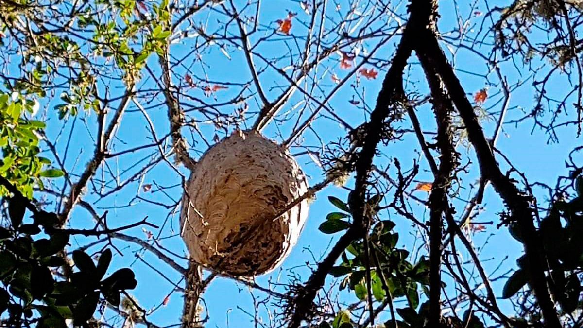 Fotografía del nido aparecido en el camino a la central en Toreno. | M.G.