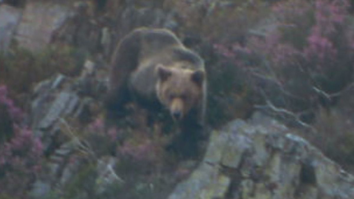 Imagen de un oso pardo captada en los montes Aquilianos.
