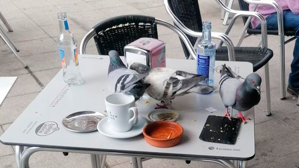 Las palomas están al acecho de los restos que quedan en las mesas de las terrazas.