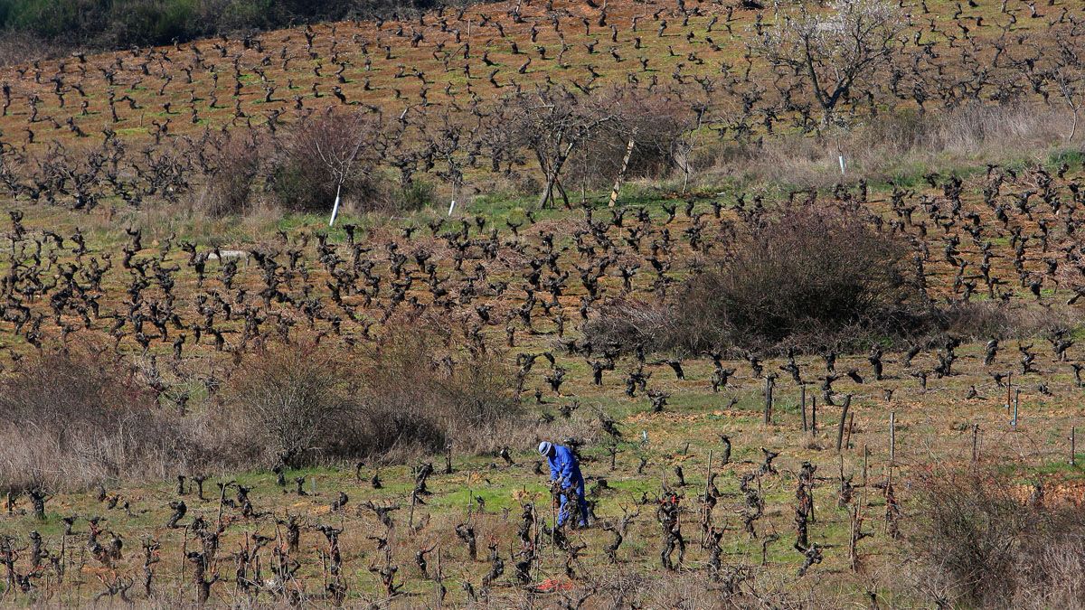Un hombre realiza labores de poda en una superficie de viñedos en el Bierzo. | CÉSAR SÁNCHEZ (ICAL)