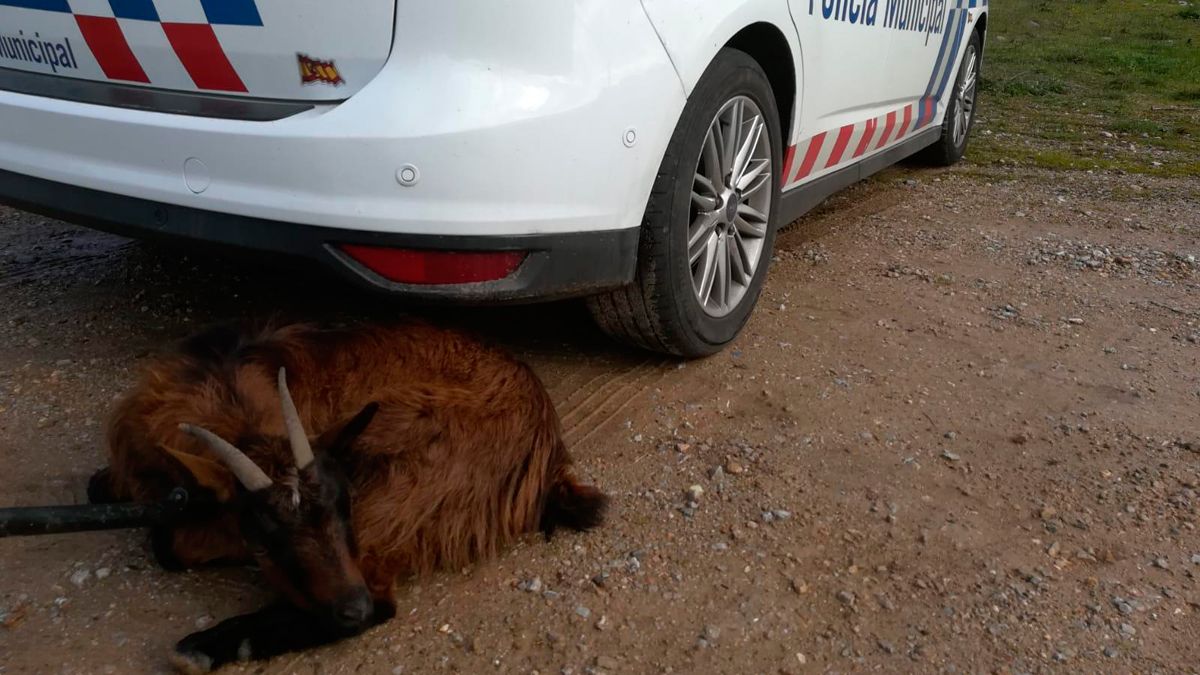 La cabra está a salvo a la espera de su dueño. | POLICIA MUNICIPAL