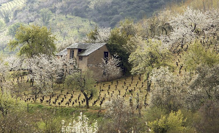 Imagen de la galería de Cerezos en flor en Corullón. | CÉSAR SÁNCHEZ (ICAL)