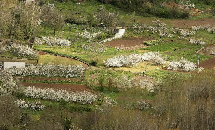 Imagen de la galería de Cerezos en flor en Corullón. | CÉSAR SÁNCHEZ (ICAL)