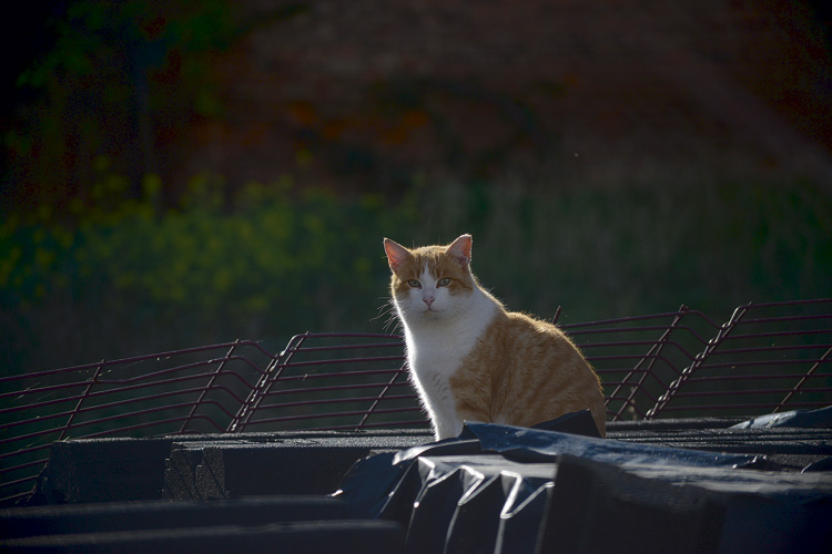 Uno de los gatos de la colonia que cuida Esperanza. | MAURICIO PEÑA