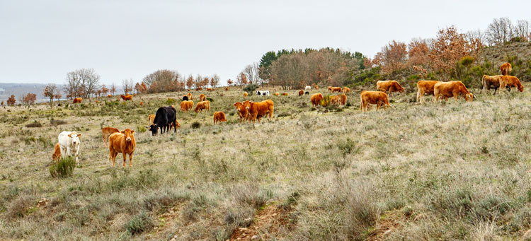 Animales por la vega de Parada. | VICENTE GARCÍA