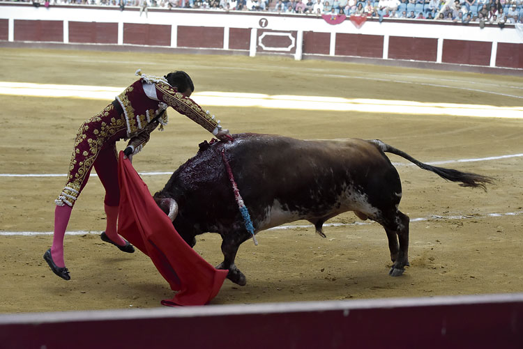 El alicantino José María Manzanares entrando a matar con todas las ganas del mundo al primero de su lote, al que cortó una oreja. | SAÚL ARÉN