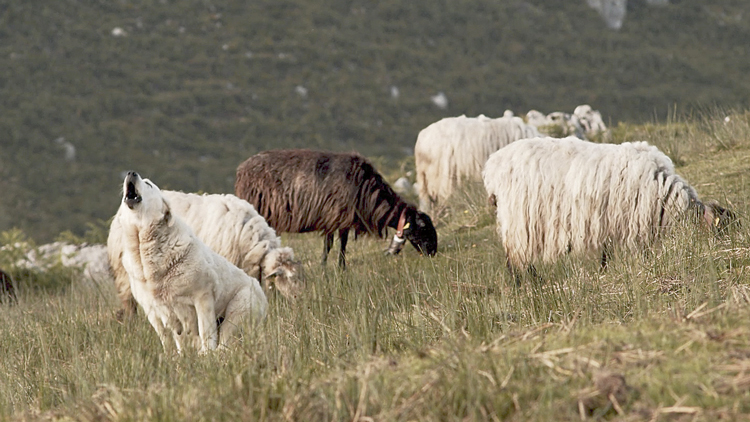 Imagen del documental 'Salvajes'. | L.N.C.