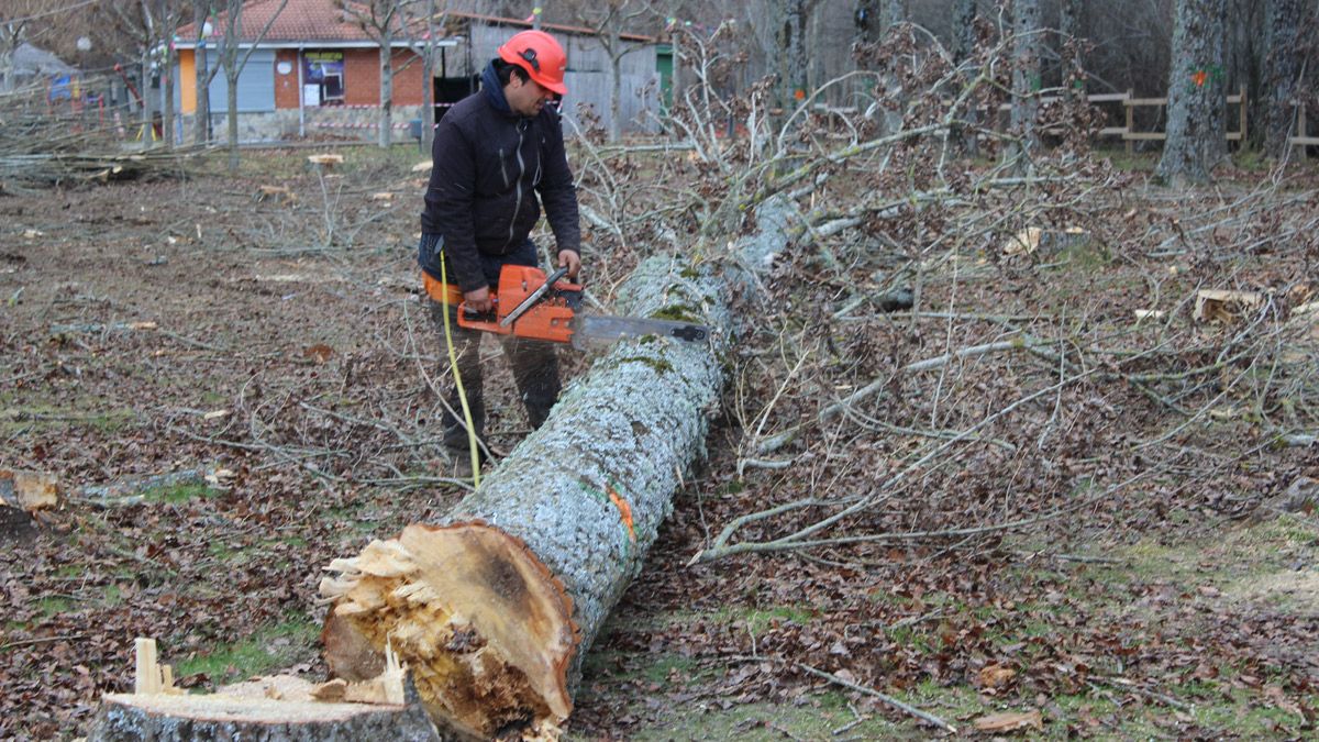 Trabajos para retirar la madera del recinto municipal. | A.H.