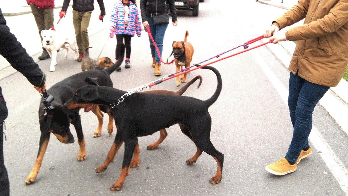 Imagen de archivo de una actividad con mascotas en Ponferrada. | Ical