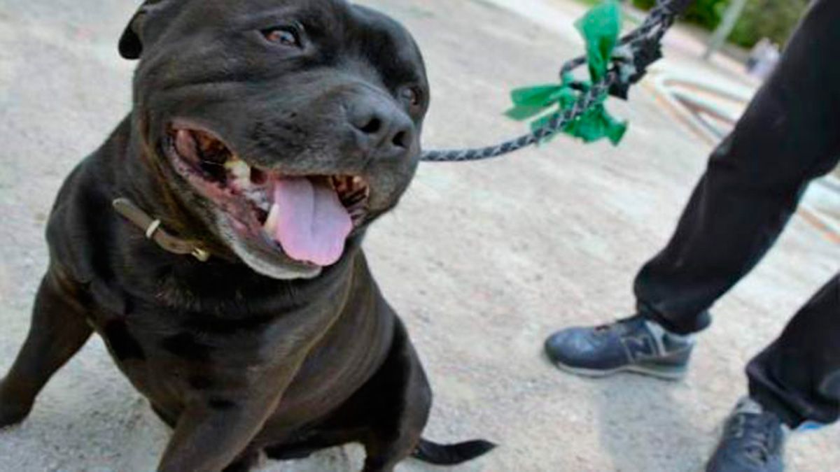 Un perro con su dueño en un parque. | EUROPA PRESS / ARCHIVO Un perro con su dueño en un parque. | EUROPA PRESS / ARCHIVO