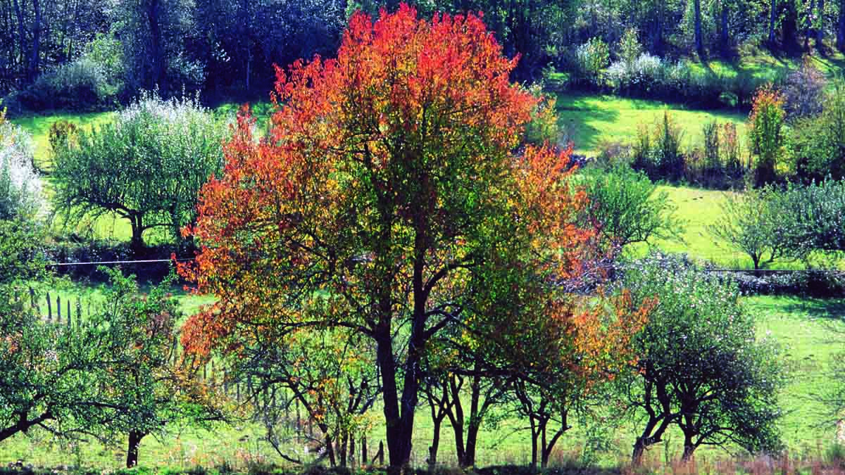 Paisaje de la Reserva de la Biosfera Valles de Omaña y Luna. | L.N.C.