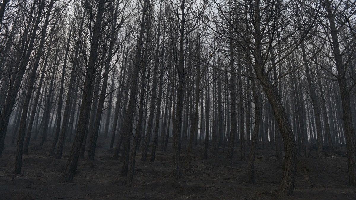 Una zona arbolada arrasada por las llamas. | MAURICIO PEÑA