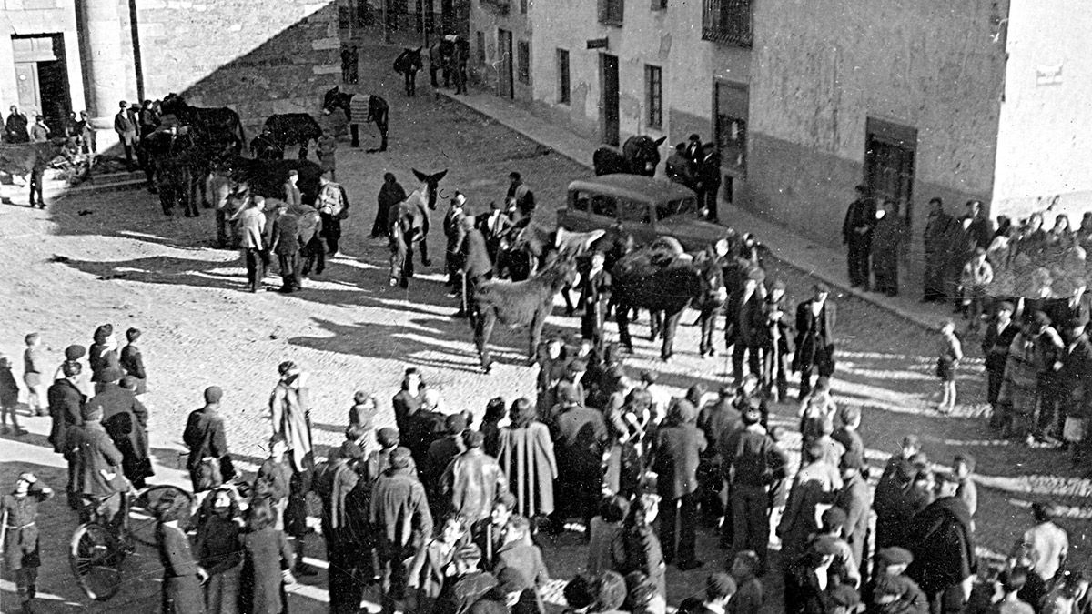 Certamen de burros garañones en la plaza Mayor de 1942.  | ESTEBAN BALLESTEROS