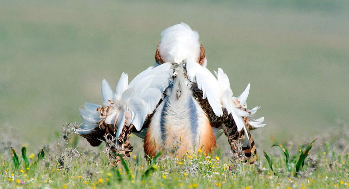 Los machos de avutarda se hinchan, pavonean, realizando una especie de baile que se conoce como ‘rueda’ para atraer a las hembras. | JAVIER VALLADARES