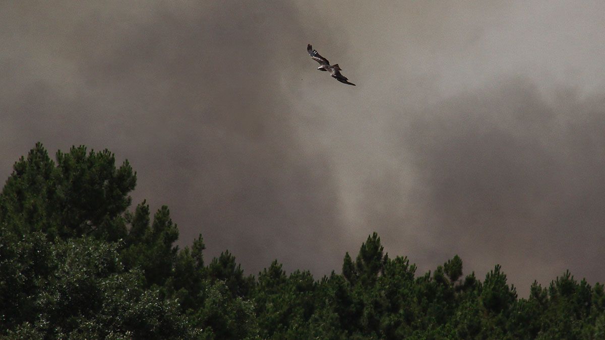 Imagen del incendio durante la tarde de este miércoles, cuando las llamas se reactivaron. Imagen del incendio durante la tarde de este miércoles, cuando las llamas se reactivaron.