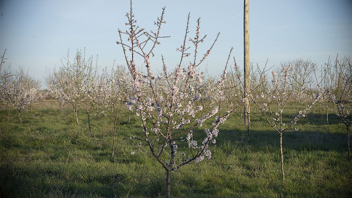 almendros-villacelama-11032020.jpg