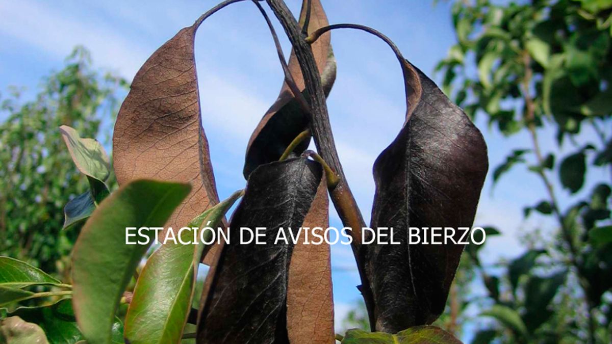 Imagen de fuego bacteriano en frutales de la Estación de Avisos.