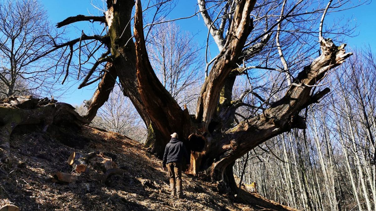 El campano sigue manteniendo su monumentalidad y ya muestra brotes en sus ramas :: C.G