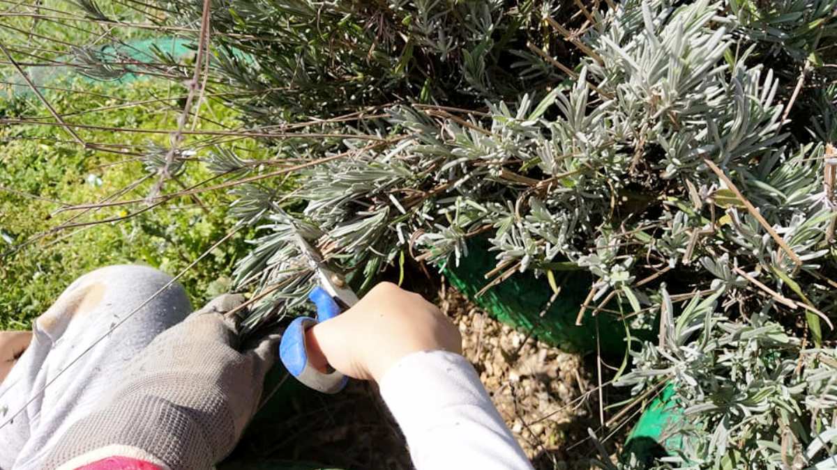 Poniendo el jardín a punto para que esté listo cuando vuelvan los clientes. | Binatur