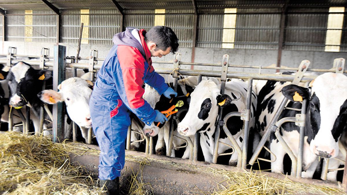 Un joven trabajando en una explotación de vacuno de leche en la provincia leonesa. | SAÚL ARÉN Un joven trabajando en una explotación de vacuno de leche en la provincia leonesa. | SAÚL ARÉN