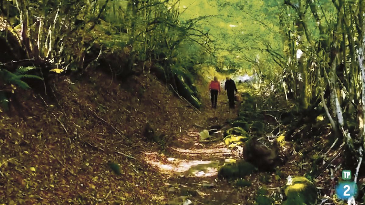 Ozores y Sevilla pasean por el camino cubierto por ramas de roble que, le explica el presentador, "son ideales para que salgan las setas".