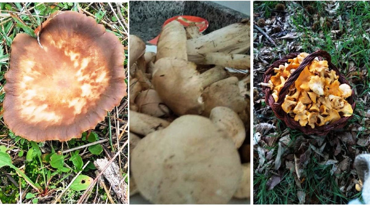 Pleurotus eryngii, Calocybe gambosa y Cantharellus cibarius, algunas de las setas de primavera que se pueden encontrar en el Bierzo . | M.B.A.