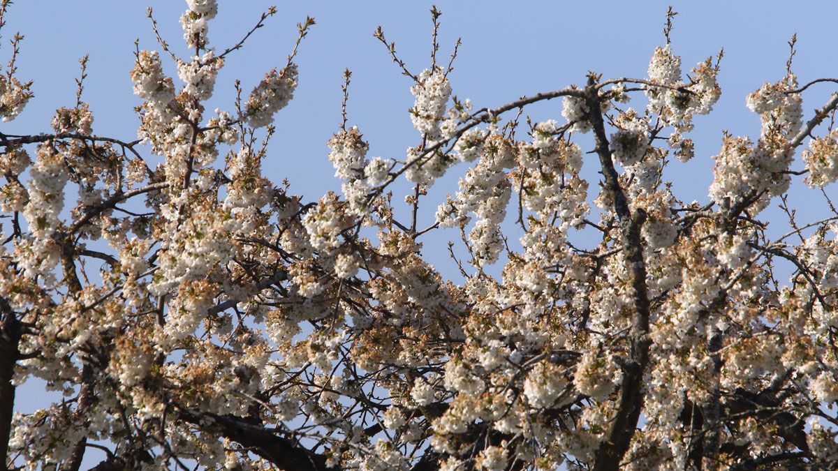 Los cerezos están en flor y los agricultores temen las heladas. | ICAL