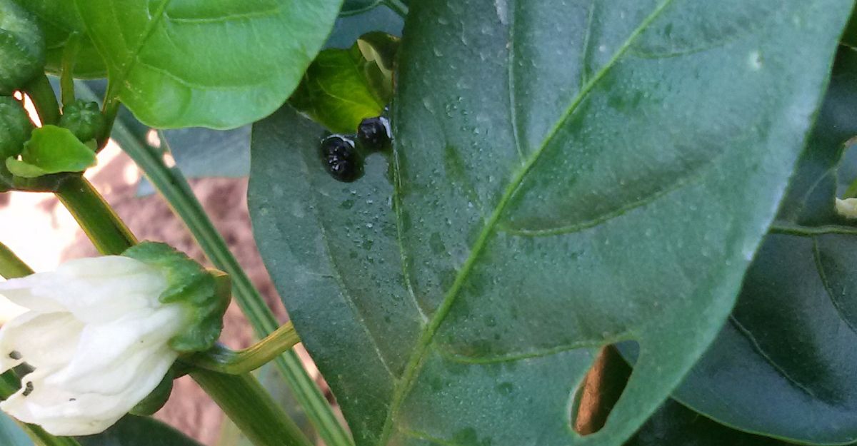 Plantas agujereadas y restos de heces en las hojas, los principales síntomas.