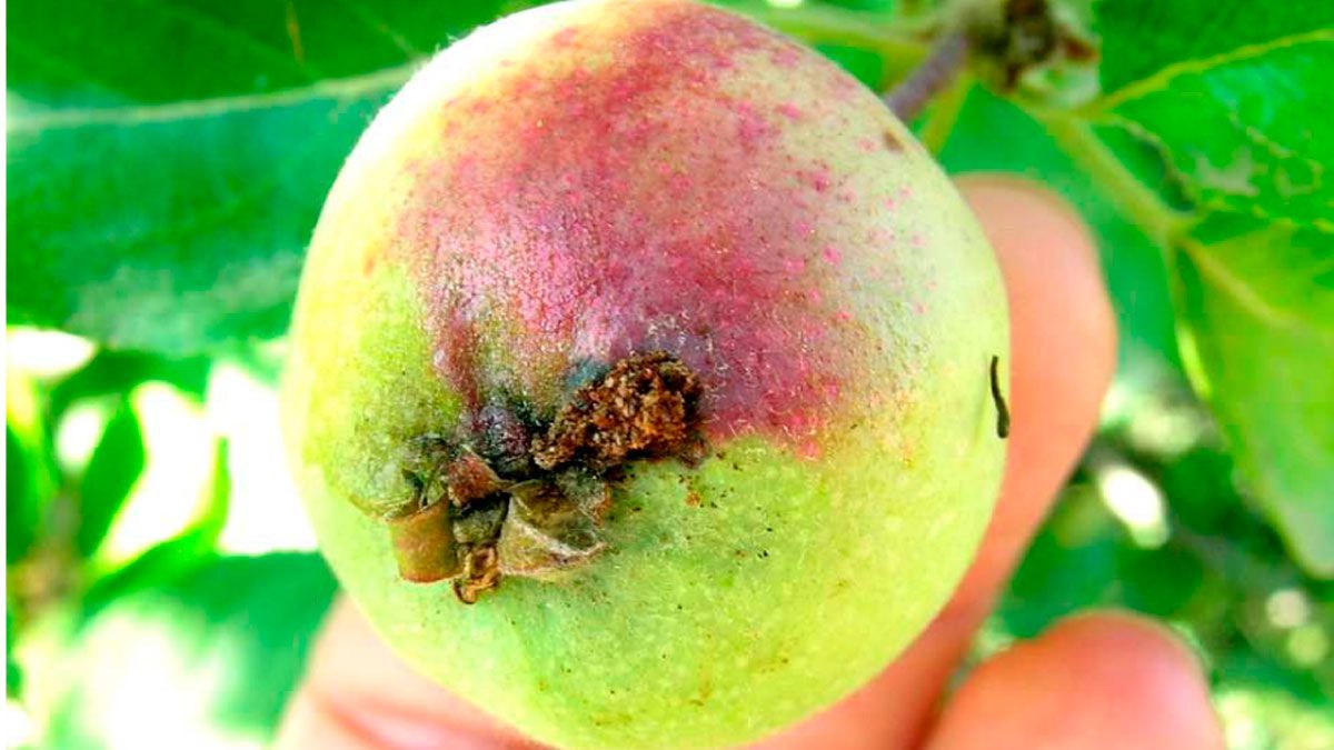 Así afecta el barreno a la producción de fruta. | ESTACIÓN AVISOS