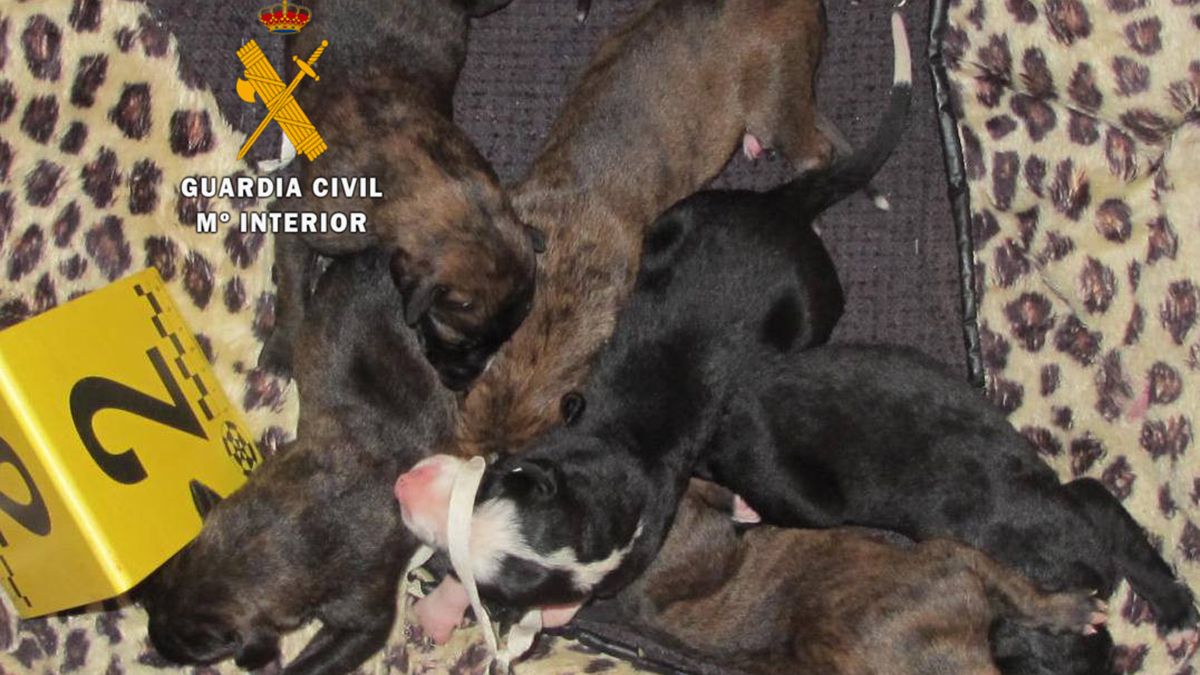 galgos-abandonados-752020.jpg galgos-abandonados-752020.jpg