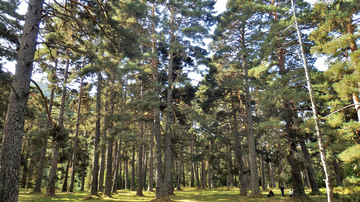 El pinar de Lillo es el único pinar autóctono que existe en España. En él crece el pino silvestre (Pinus sylvestris).