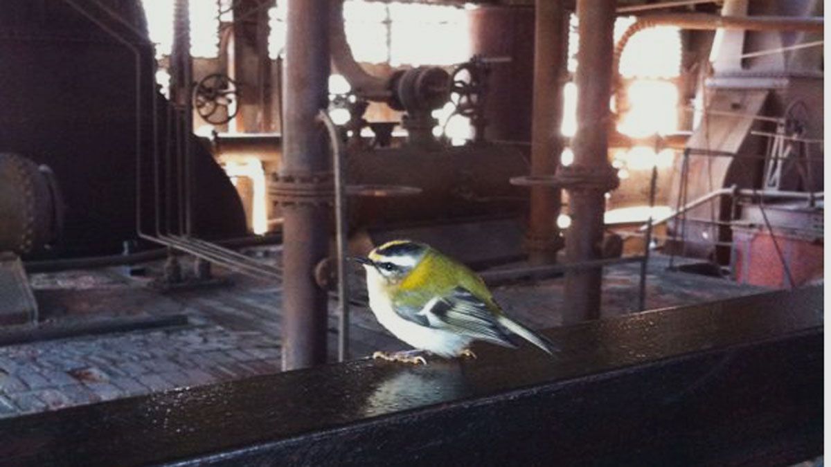 Un reyezuelo, uno de los pájaros que es frecuente ver en las instalaciones del Museo. | L.N.C.