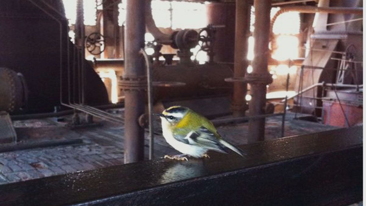 Un reyezuelo, uno de los pájaros que es frecuente ver en las instalaciones del Museo. | L.N.C.