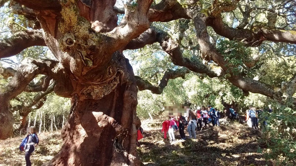 Imagen de archivo de senderistas por la ruta de los zufreiros, con árboles de más de 400 años de vida.