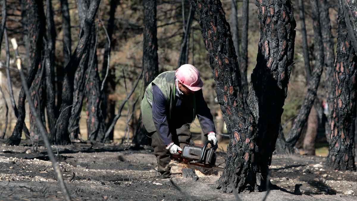 El fuego quemó más de 10.000 hectáreas en 2012 de terreno forestal en Castrocontrigo. | MAURICIO PEÑA