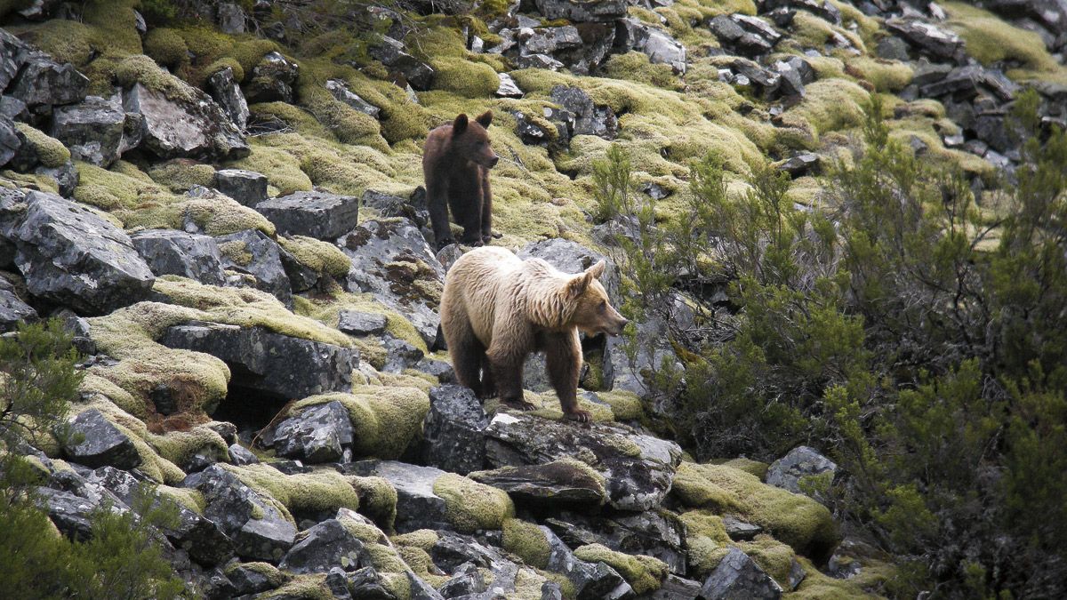 La Red Natura 2000 es clave para la conservación de los osos. | ICAL