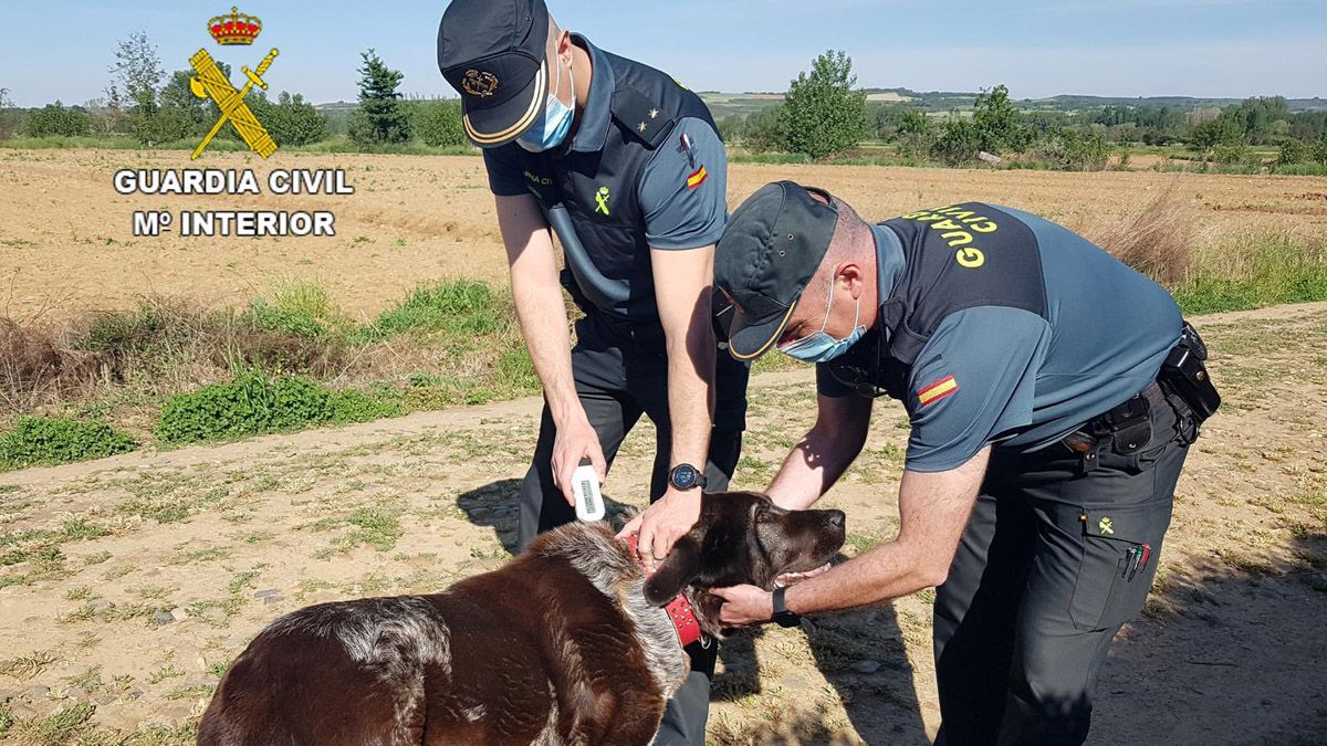 Agentes de la Guardia Civil con uno de los mastines que protagonizaron el ataque. | L.N.C.