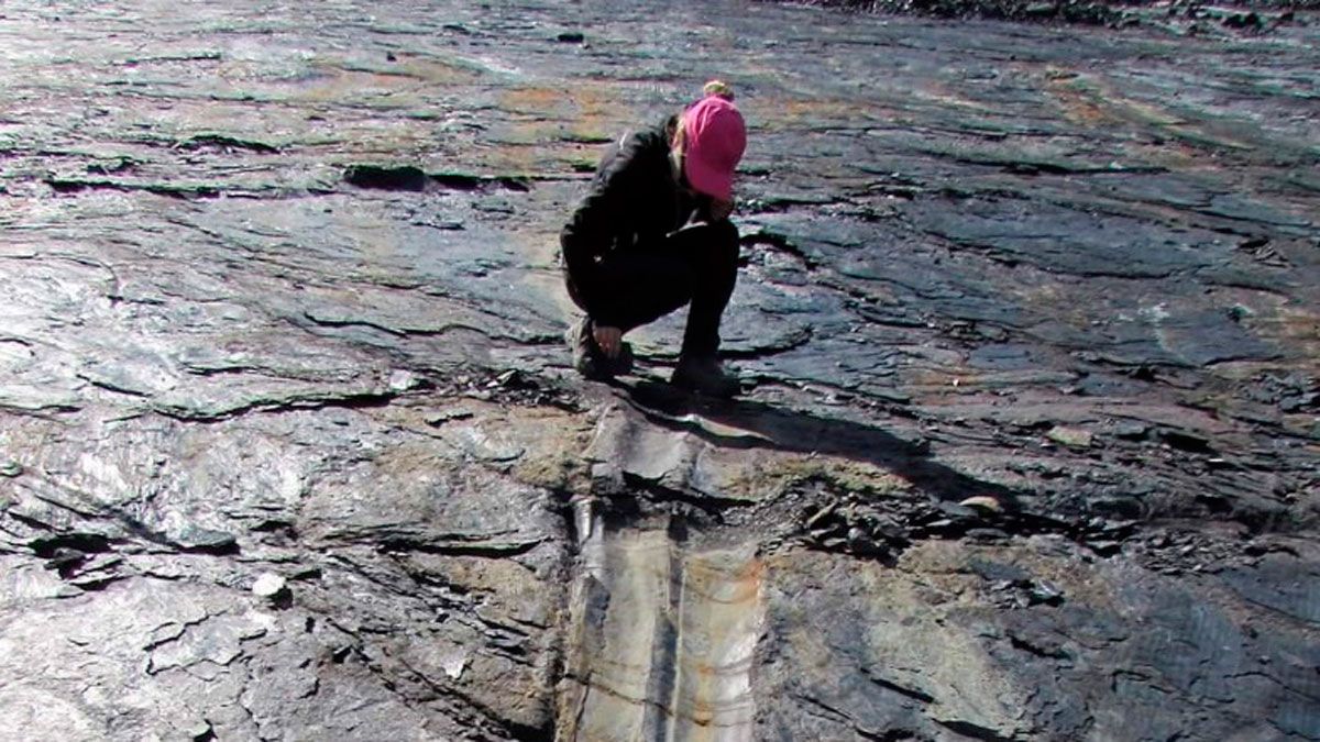 Imágenes de los fósiles que ha localizado el aula. | ICAL